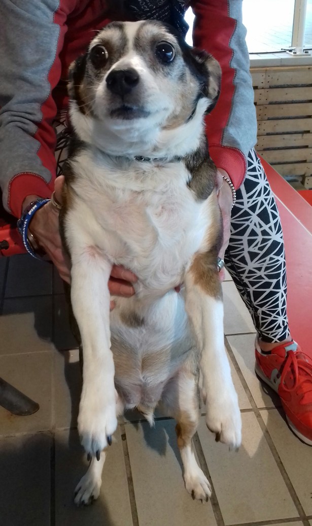 Sophie, cane di razza