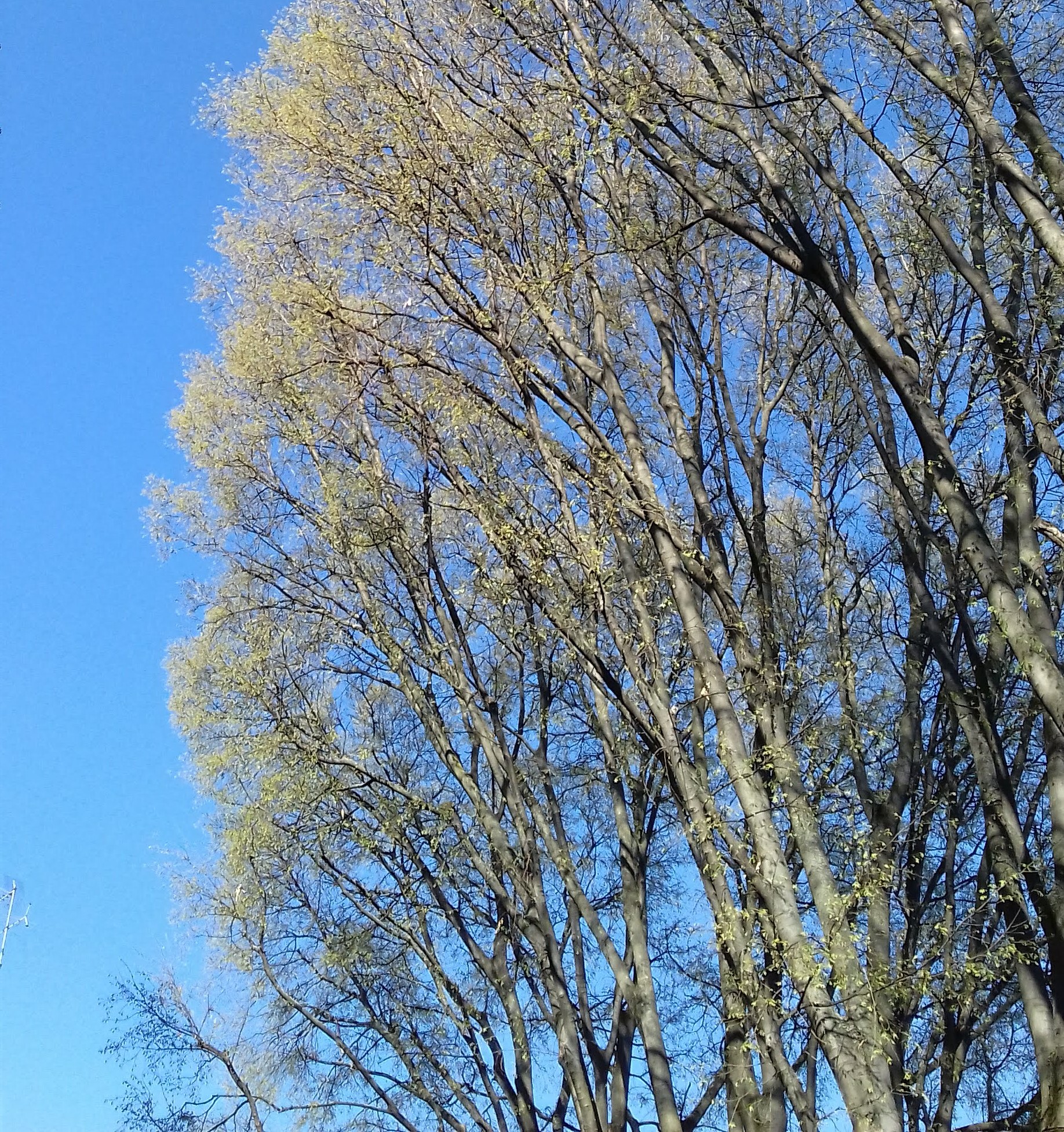 "Questa stanza non ha più pareti ma alberi"